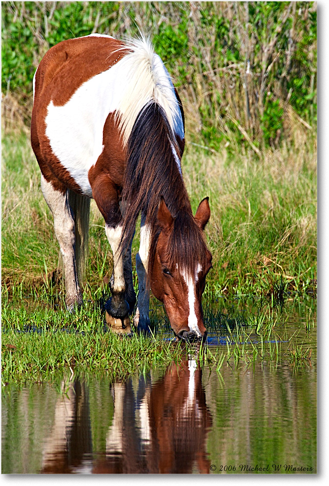 Pony_ChincoNWR-bdm_2006May_E0K9622 copy