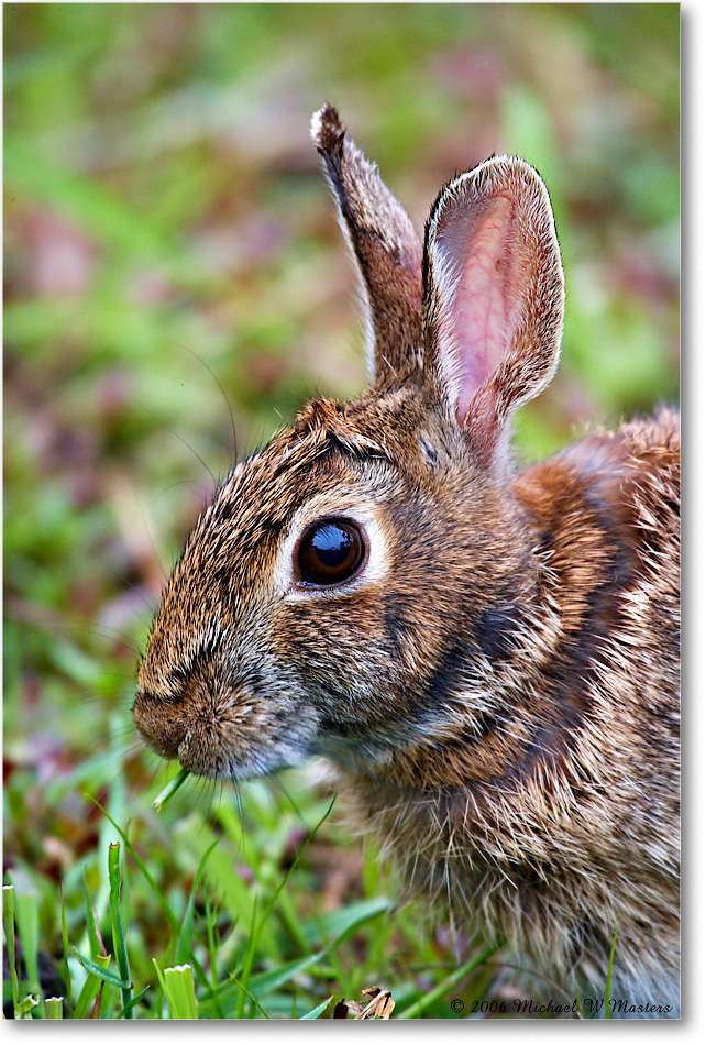 Rabbit_ChincoNWR-wll_2006May_E0K9000 copy