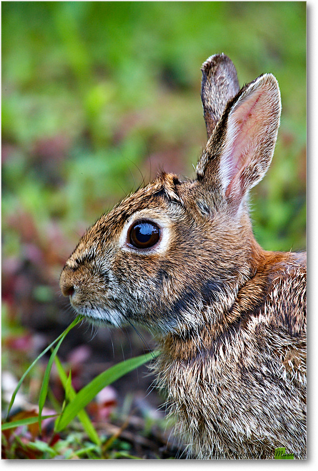 Rabbit_ChincoNWR-wll_2006May_E0K9007 copy