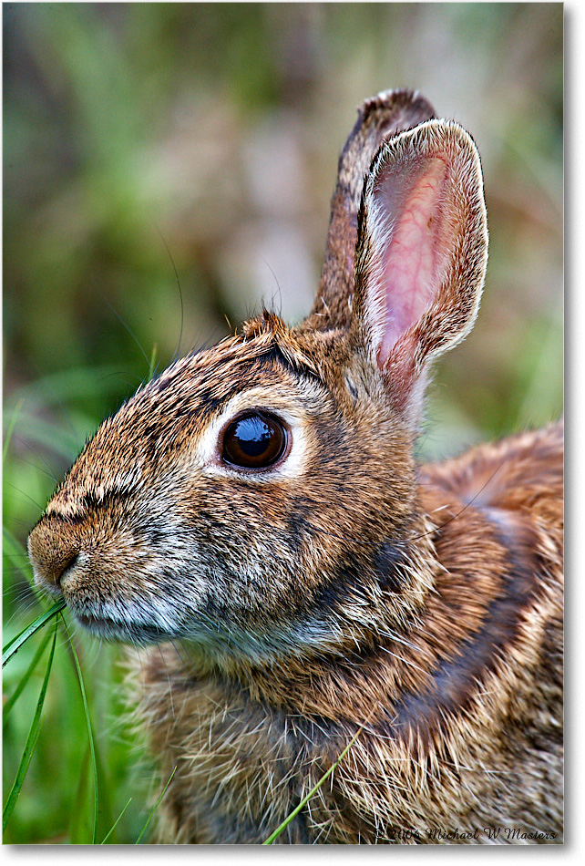 Rabbit_ChincoNWR-wll_2006May_E0K9025 copy