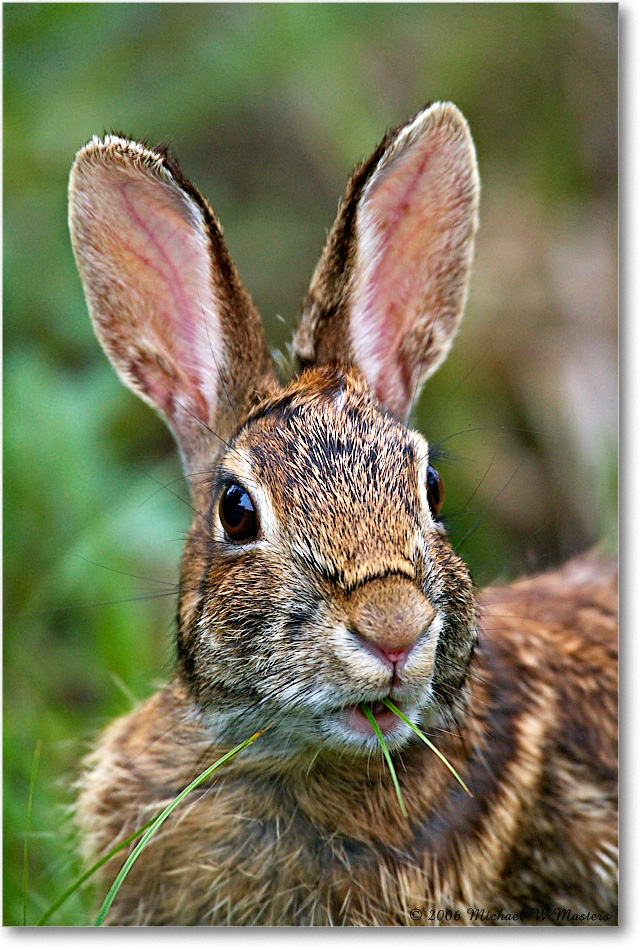 Rabbit_ChincoNWR-wll_2006May_E0K9034 copy