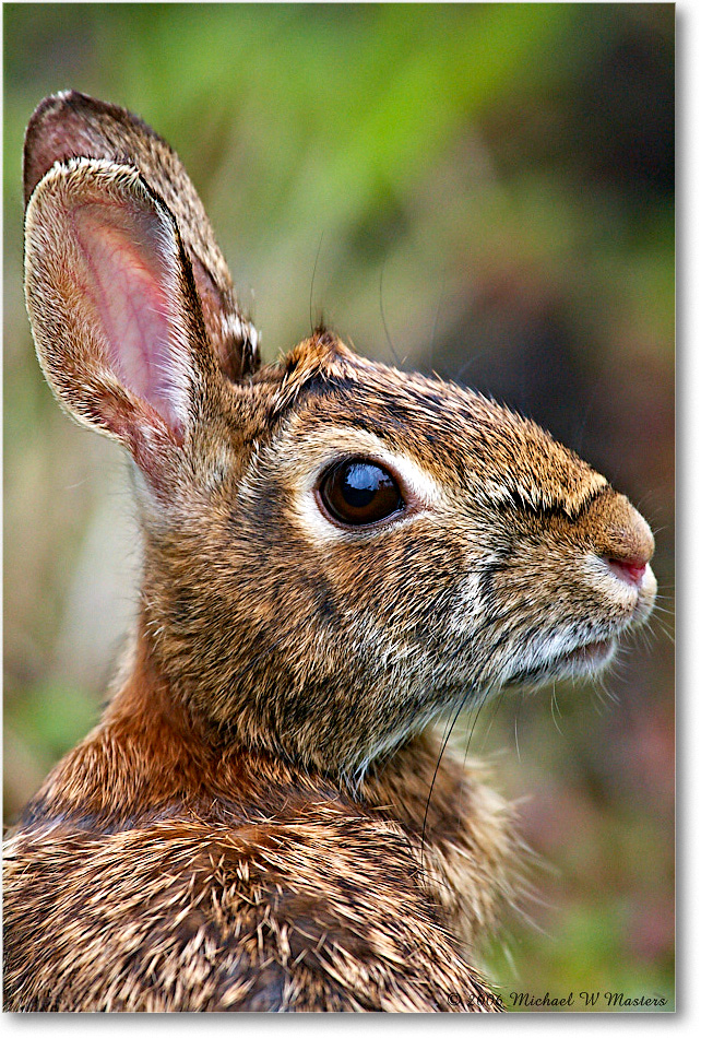 Rabbit_ChincoNWR-wll_2006May_E0K9042 copy
