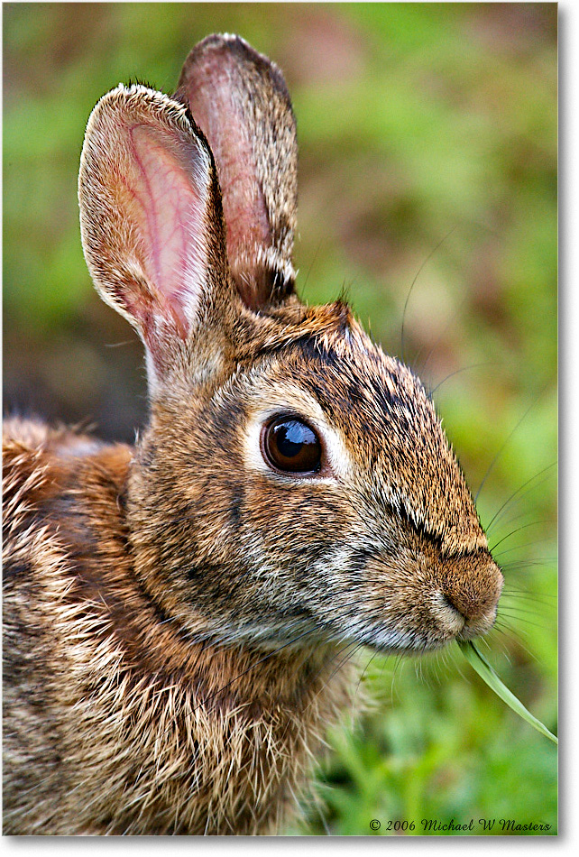 Rabbit_ChincoNWR-wll_2006May_E0K9043 copy
