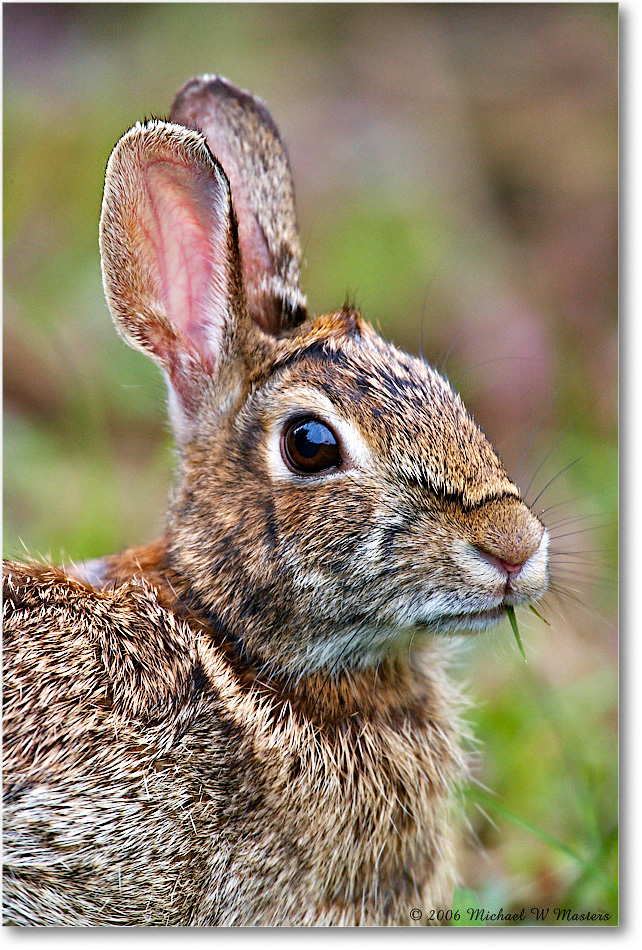 Rabbit_ChincoNWR-wll_2006May_E0K9051 copy