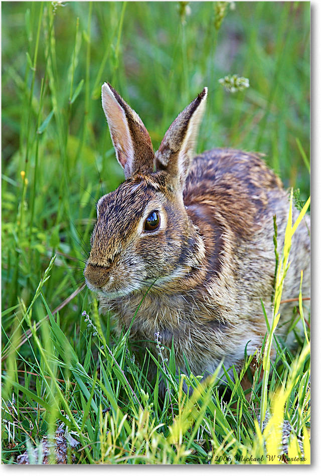 Rabbit_ChincoNWR-wll_2006May_Y2F8033 copy