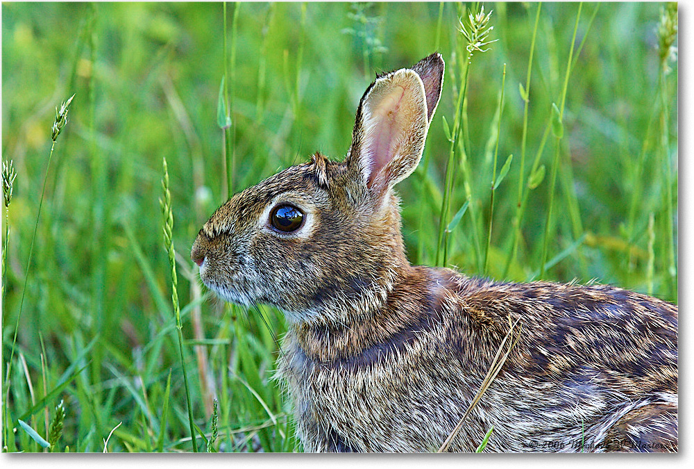 Rabbit_ChincoNWR-wll_2006May_Y2F8039 copy