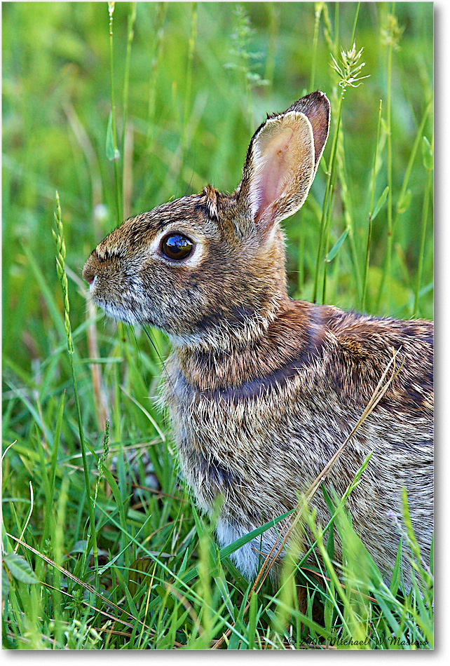 Rabbit_ChincoNWR-wll_2006May_Y2F8046 copy