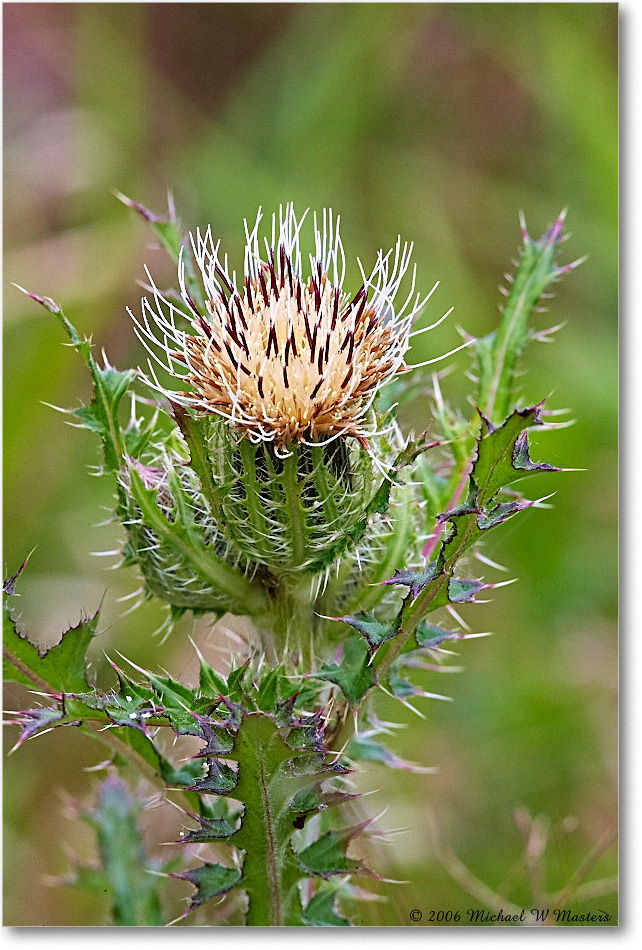 ThistleBloom_ChincoNWR_2006May_E0K8924 copy