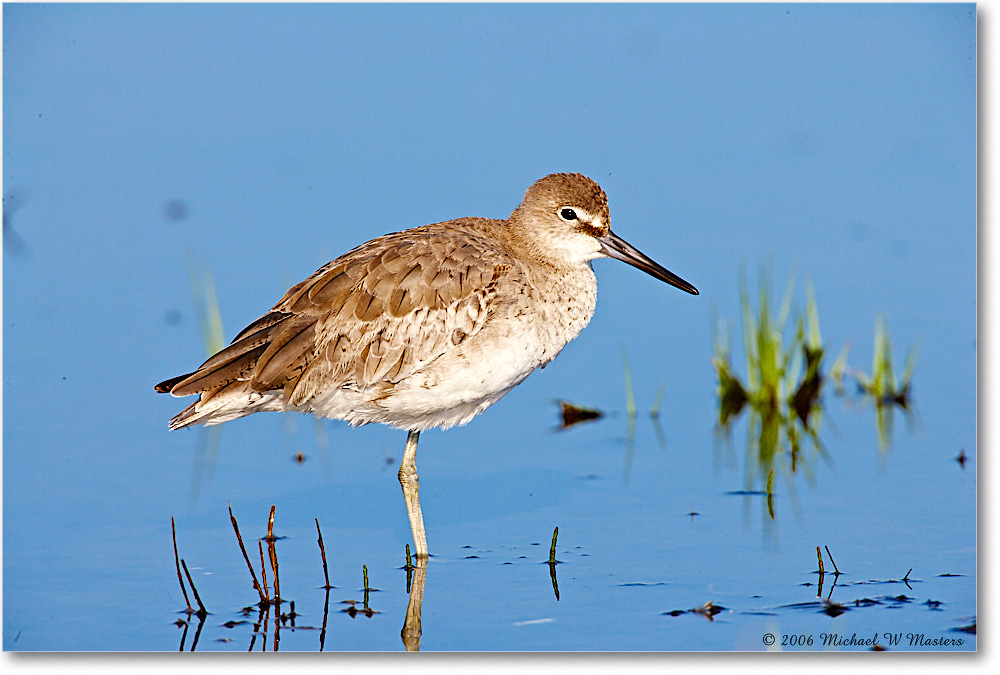 WilletJuv_Assateague-ltc_2006May_E0K9199 copy