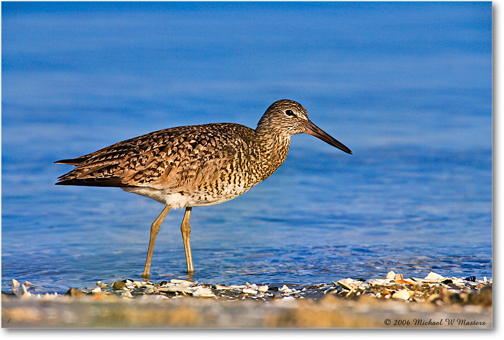 Willet_Assateague-ltc_2006May_E0K9325 copy