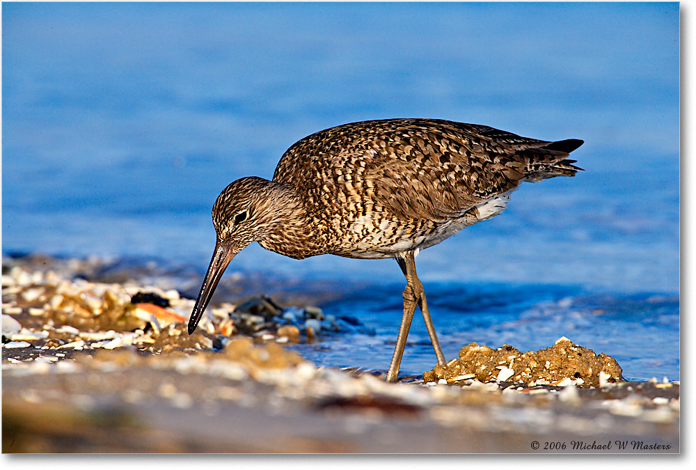 Willet_Assateague-ltc_2006May_E0K9351 copy