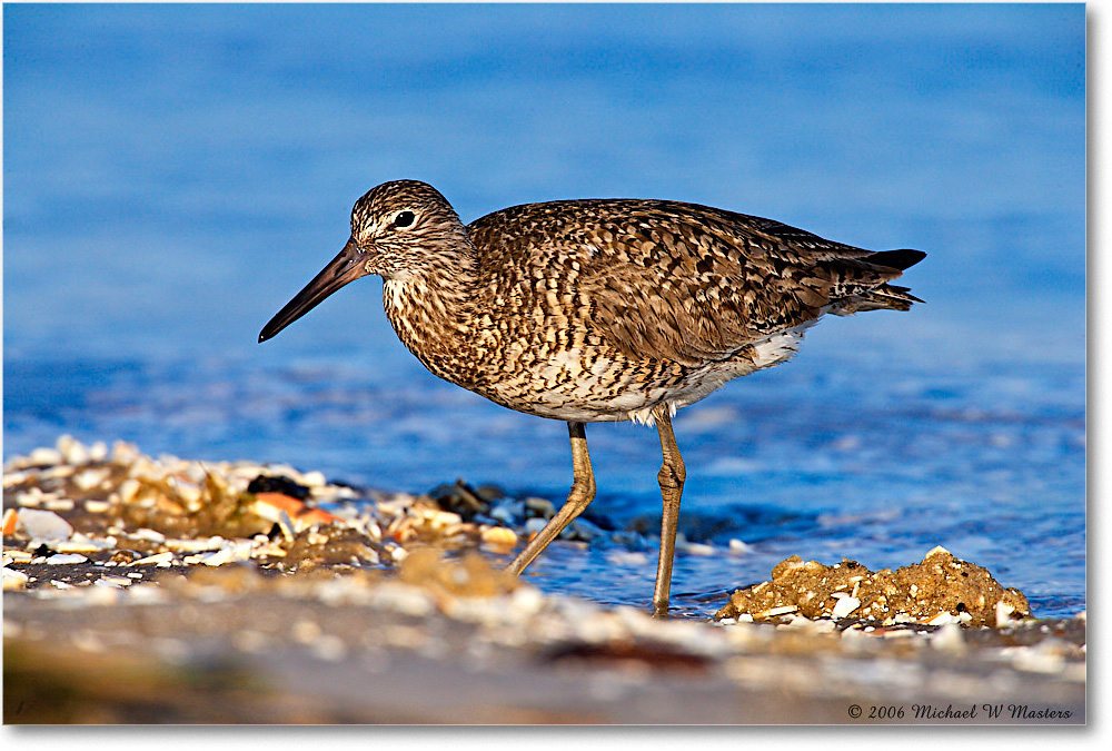 Willet_Assateague-ltc_2006May_E0K9352 copy