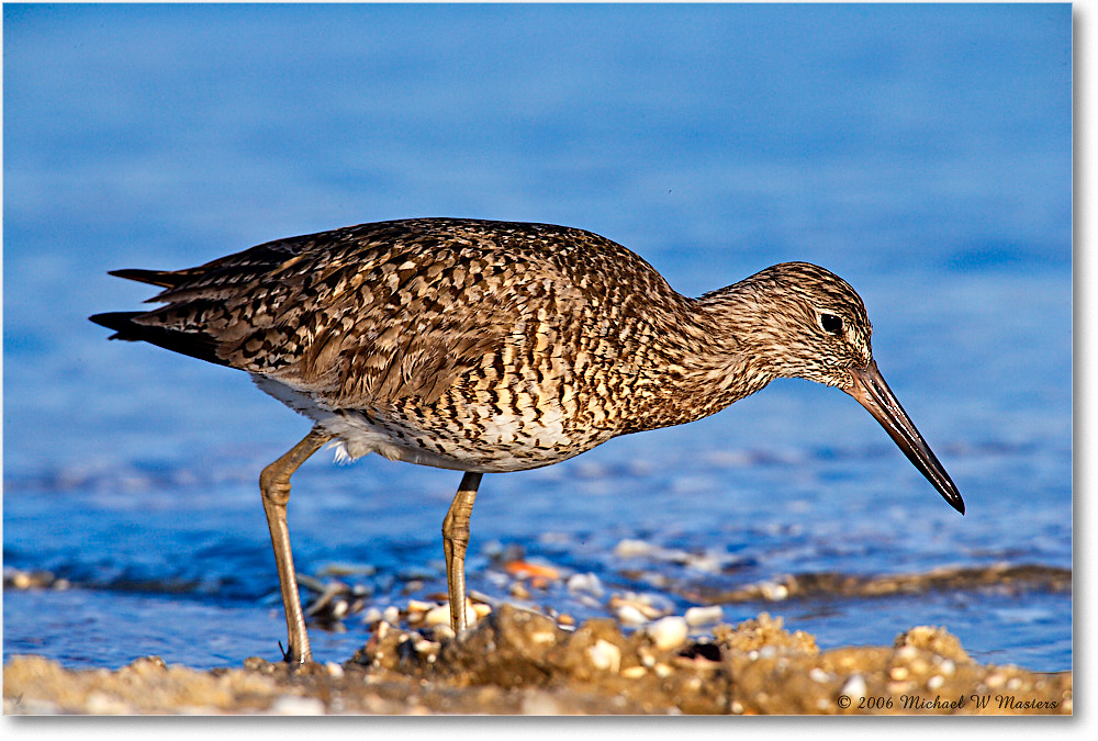 Willet_Assateague-ltc_2006May_E0K9361 copy