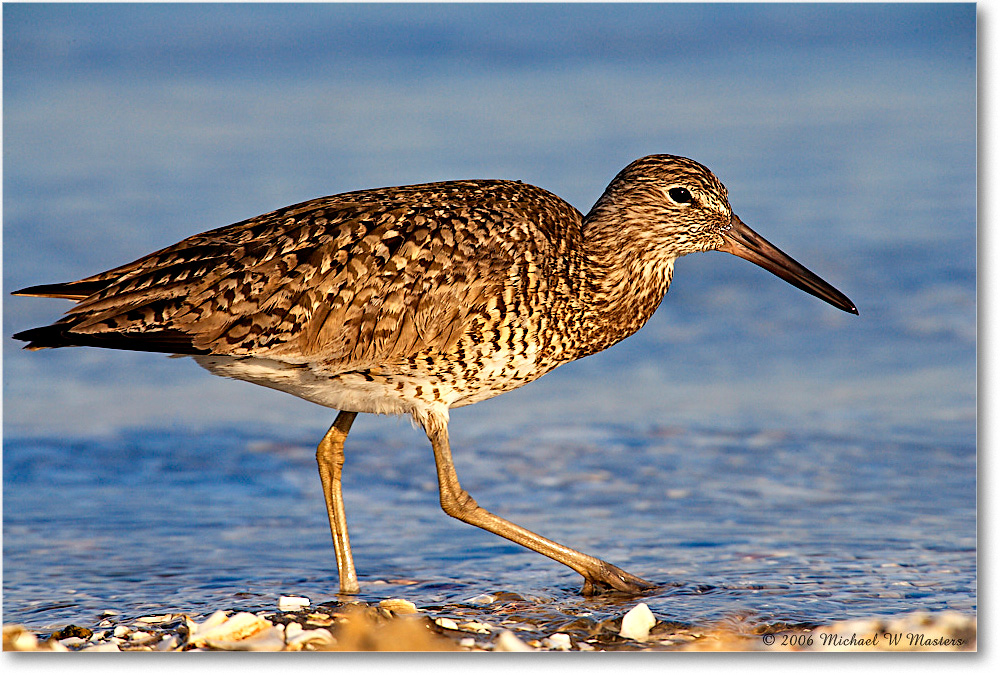 Willet_Assateague-ltc_2006May_E0K9362 copy