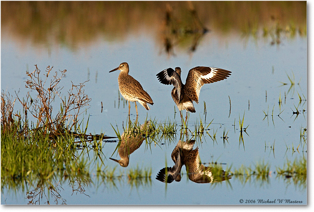 Willets_Assateague_2006May_E0K9076 copy