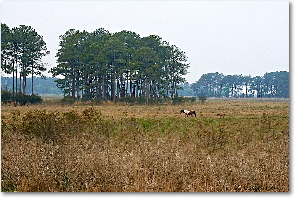 BlackDuckMarsh_ChincoNWR_2006May_E0K8221 copy