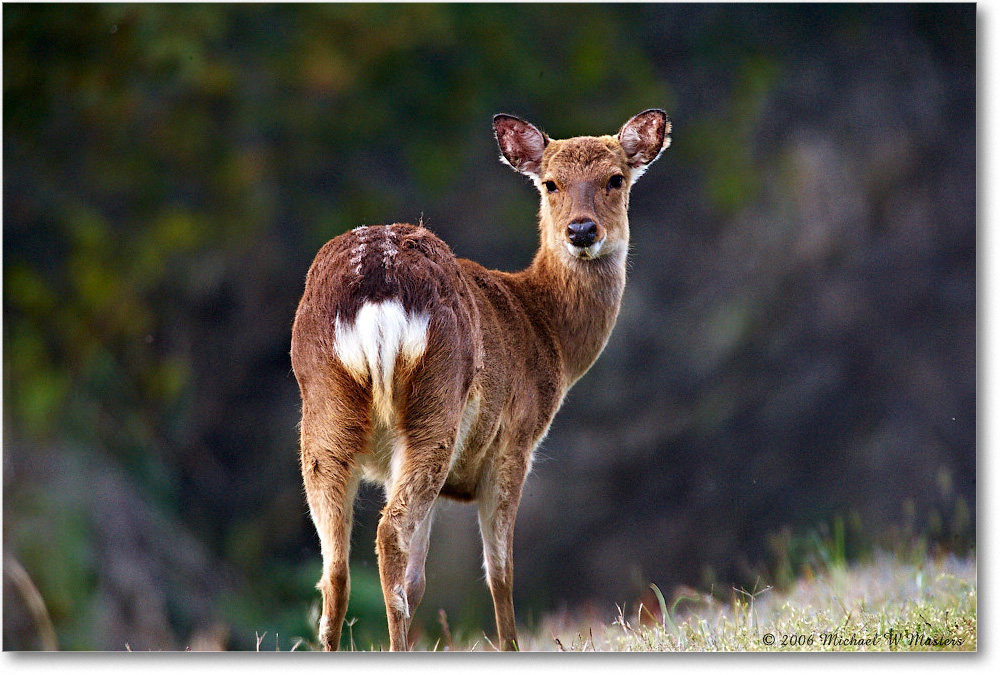 Deer_ChincoNWR_2006May_E0K8143 copy