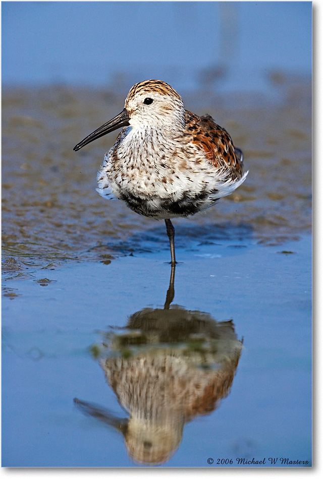 Dunlin_LittleTomsCove_2006May_E0K8254 copy
