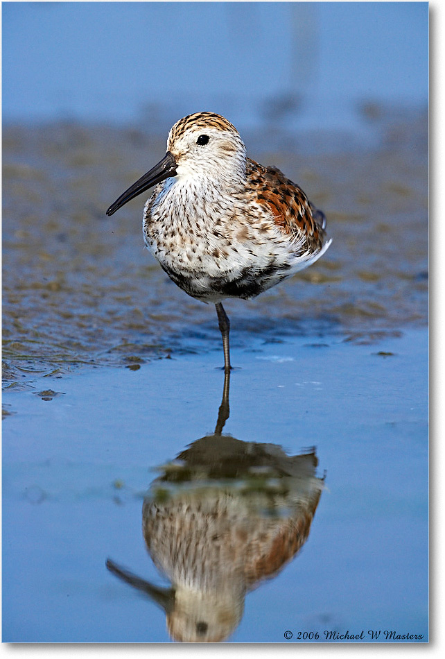 Dunlin_LittleTomsCove_2006May_E0K8256 copy