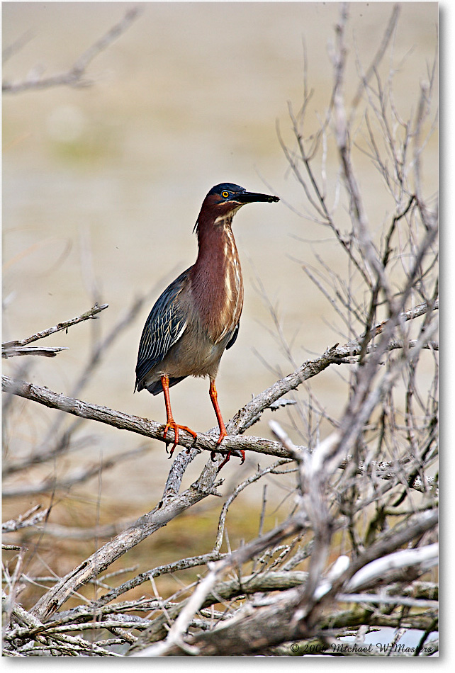 GreenHeron_ChincoNWR_2006May_E0K8106 copy