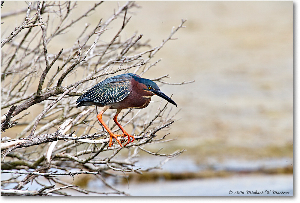 GreenHeron_ChincoNWR_2006May_E0K8107 copy