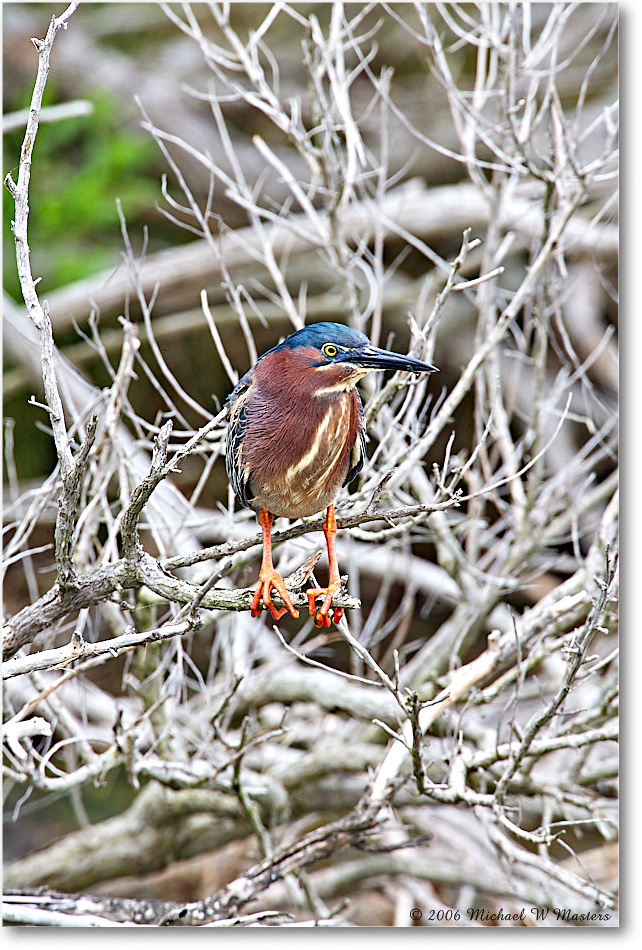 GreenHeron_ChincoNWR_2006May_E0K8111 copy