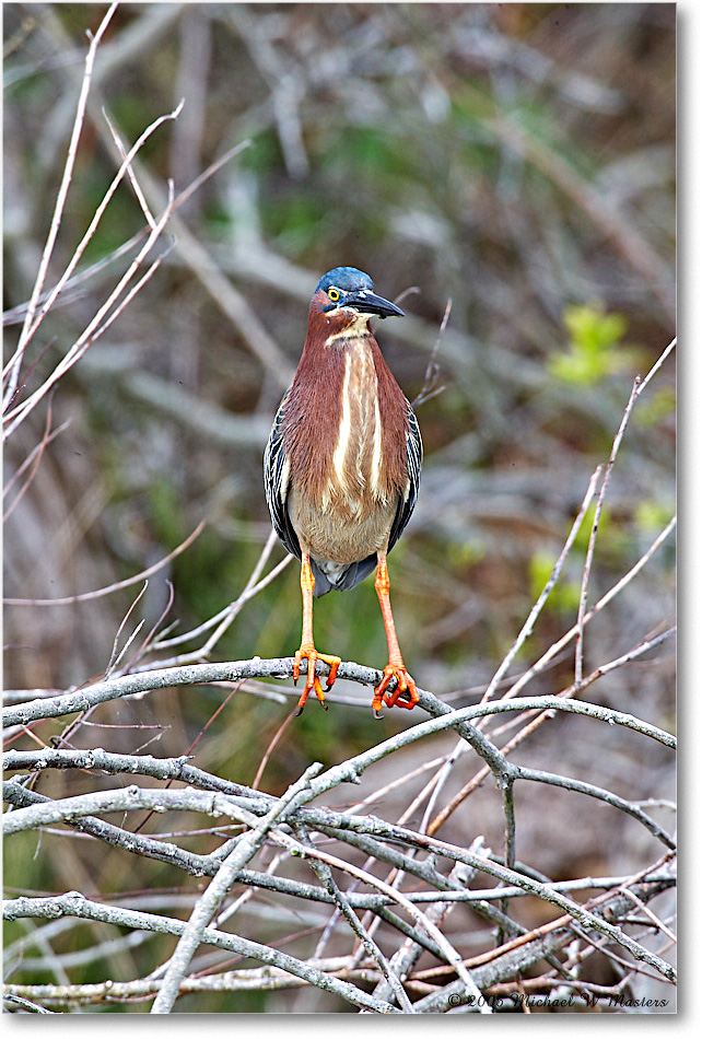 GreenHeron_ChincoNWR_2006May_E0K8112 copy