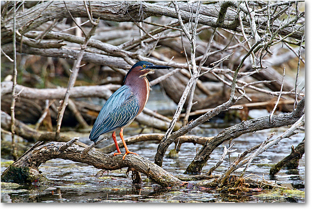 GreenHeron_ChincoNWR_2006May_E0K8120 copy