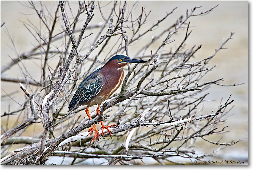 GreenHeron_ChincoNWR_2006May_E0K8122 copy
