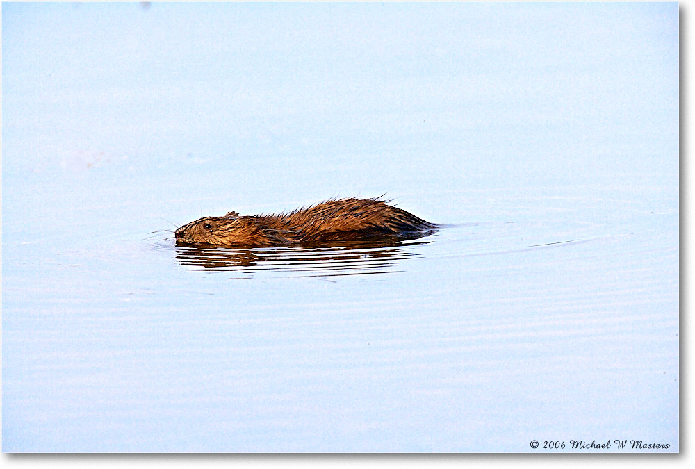 Muskrat_ChincoNWR_2006May_E0K8132 copy