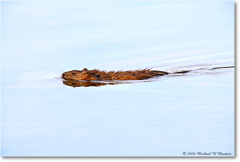 Muskrat_ChincoNWR_2006May_E0K8137 copy