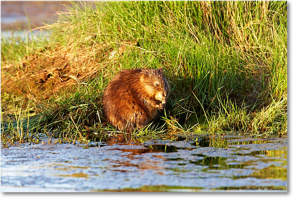 Muskrat_ChincoNWR_2006May_E0K8438 copy