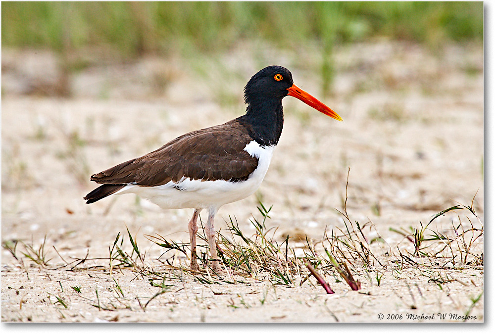 Oystercatcher_Assateague_2006May_E0K8151 copy