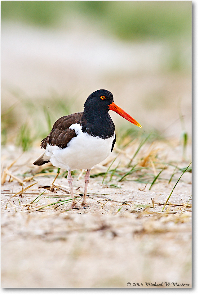 Oystercatcher_Assateague_2006May_E0K8174 copy