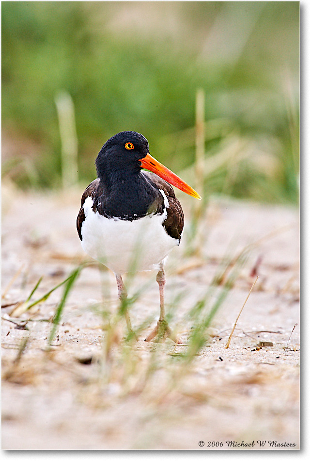 Oystercatcher_Assateague_2006May_E0K8184 copy