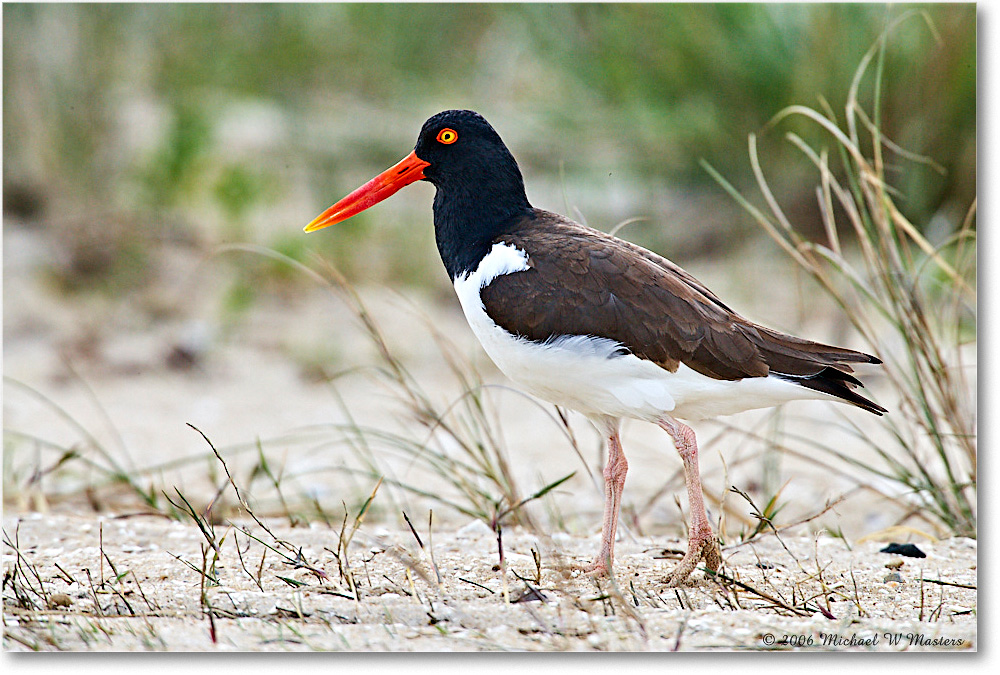 Oystercatcher_Assateague_2006May_E0K8187 copy