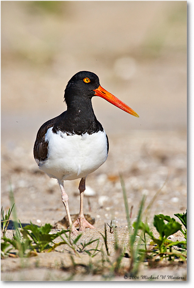 Oystercatcher_Assateague_2006May_E0K8379 copy