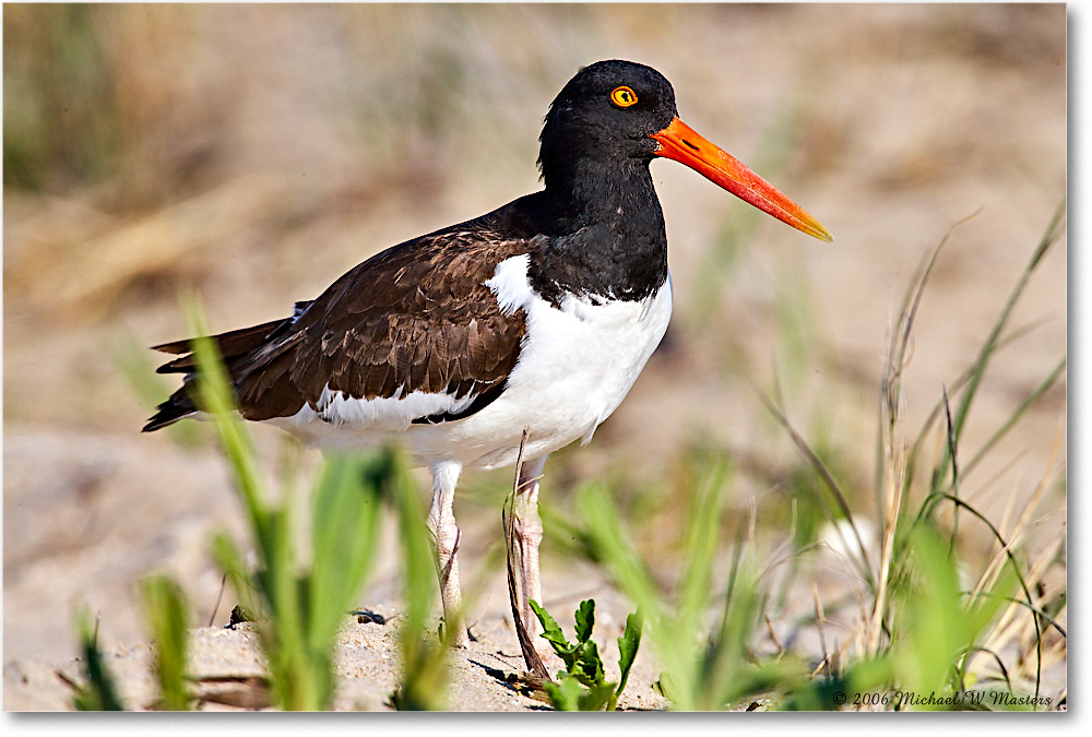 Oystercatcher_Assateague_2006May_E0K8404 copy