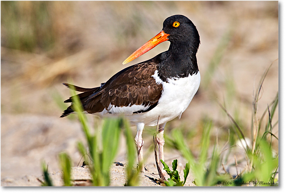 Oystercatcher_Assateague_2006May_E0K8407 copy