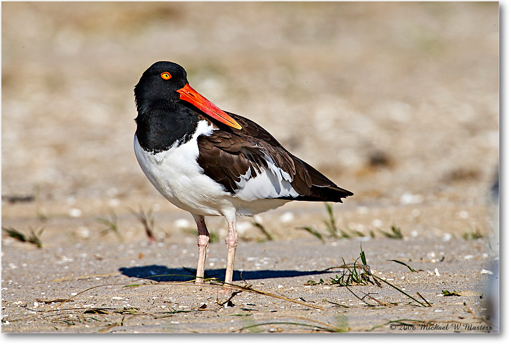 Oystercatcher_Assateague_2006May_E0K8412 copy