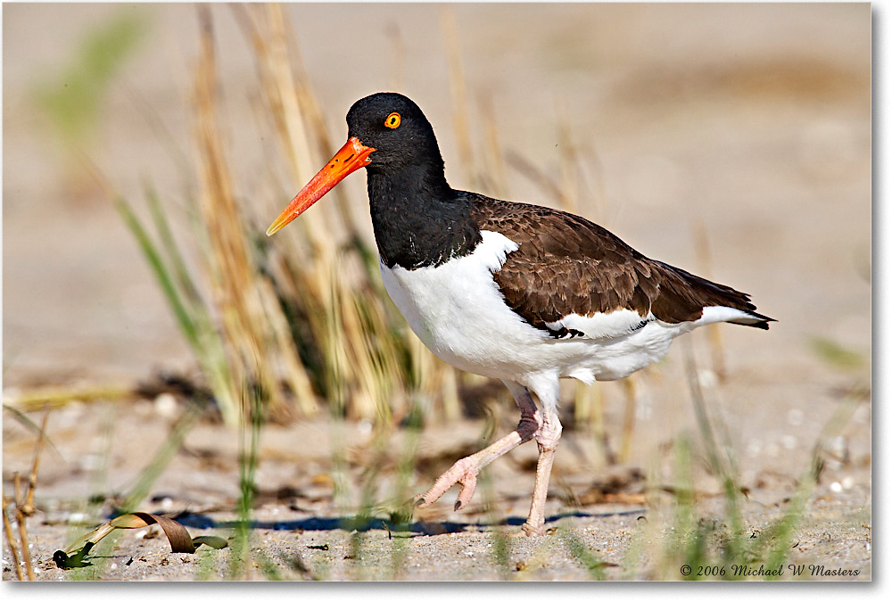 Oystercatcher_Assateague_2006May_E0K8424 copy