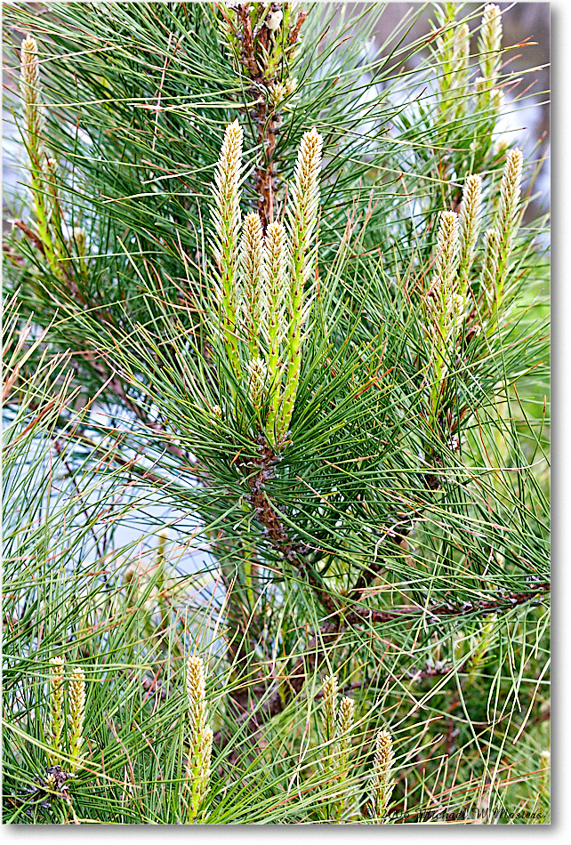 PineNeedles_ChincoNWR_2006May_E0K8211 copy