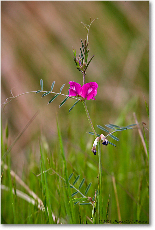 PinkFlower_ChincoNWR_2006May_E0K8142 copy
