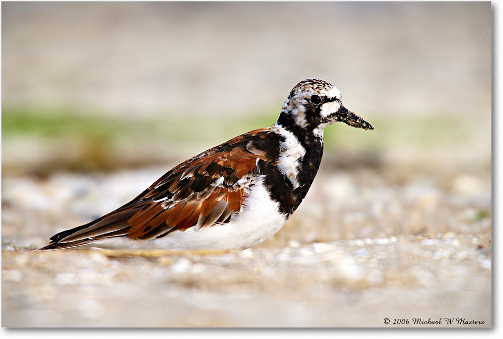 RuddyTurnstone_LittleTomsCove_2006May_E0K8480 copy