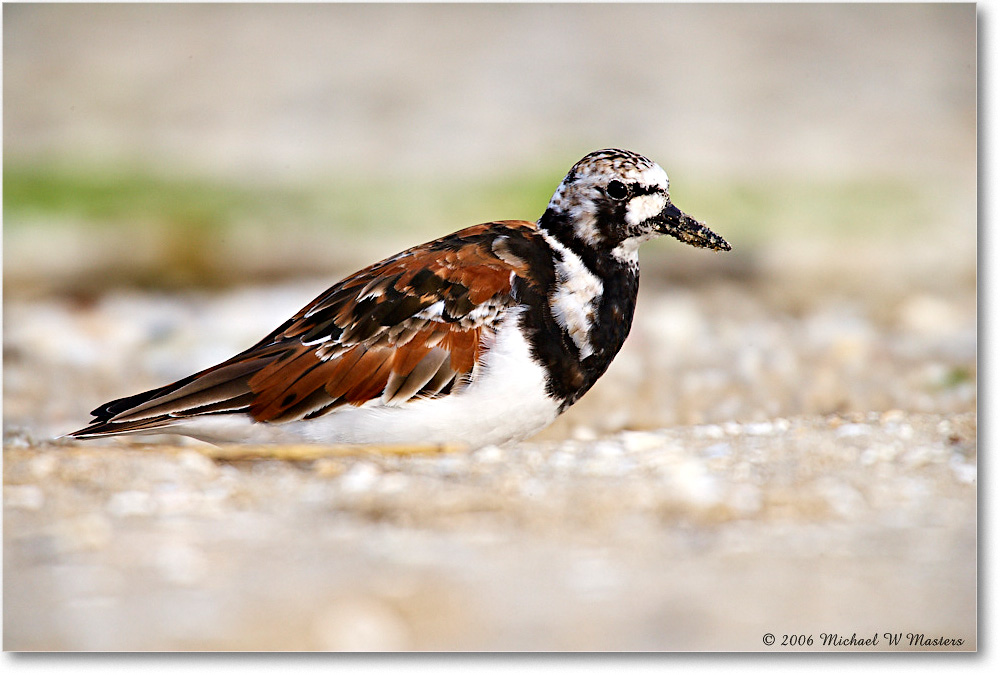 RuddyTurnstone_LittleTomsCove_2006May_E0K8483 copy