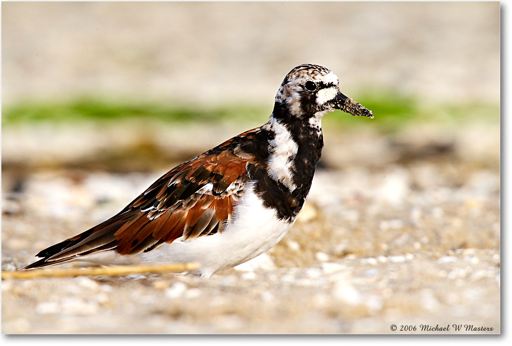 RuddyTurnstone_LittleTomsCove_2006May_E0K8500 copy