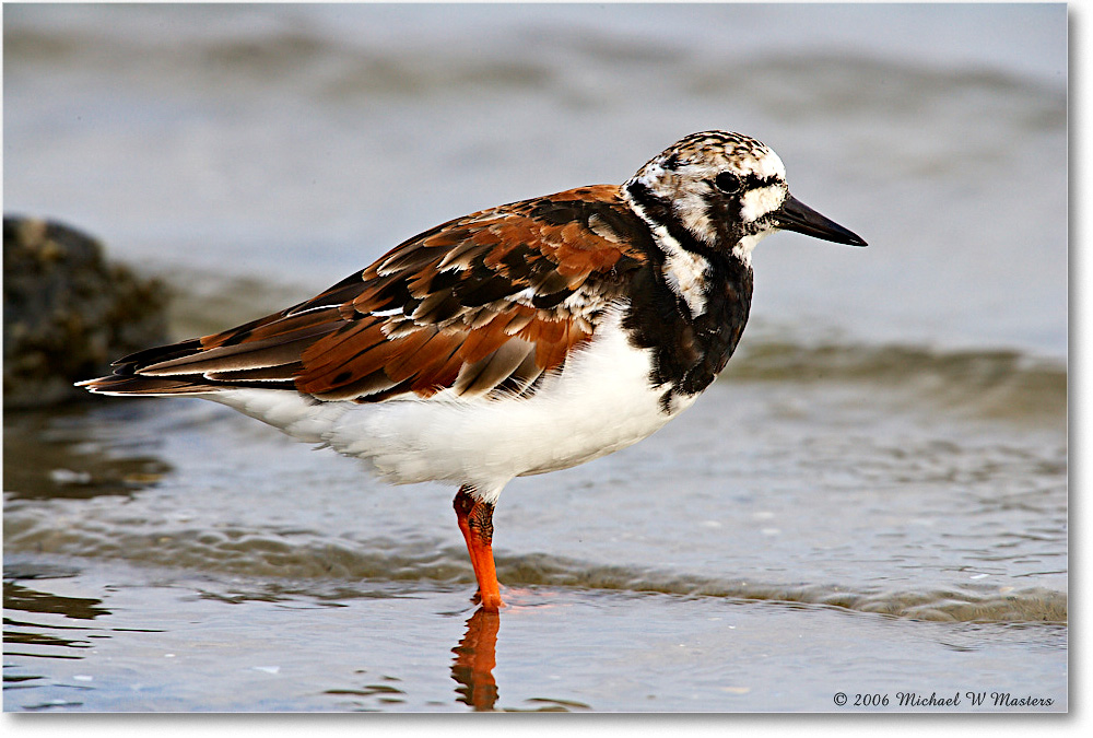 RuddyTurnstone_LittleTomsCove_2006May_E0K8590 copy