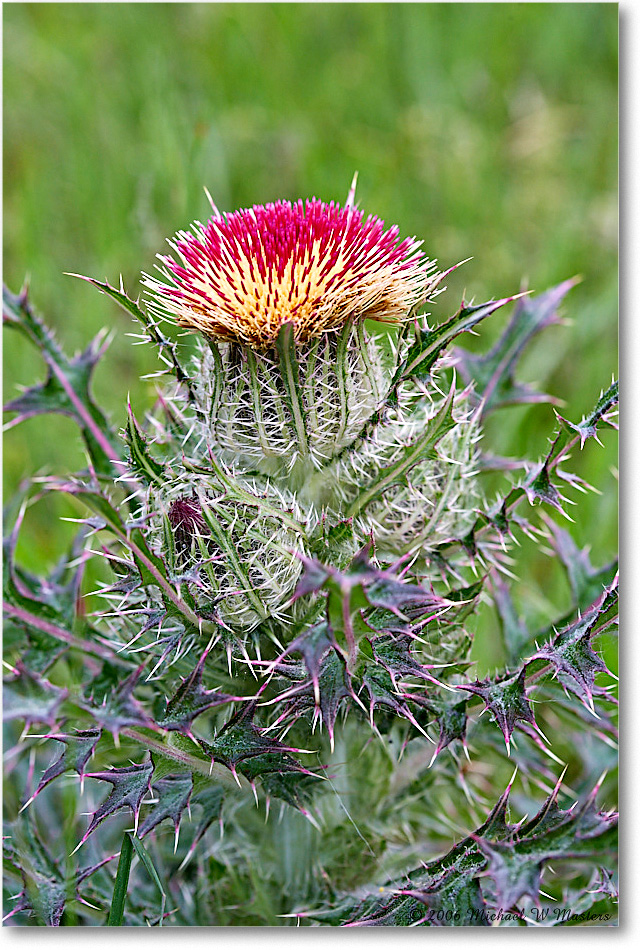 ThistleBloom_ChincoNWR_2006May_E0K8204 copy