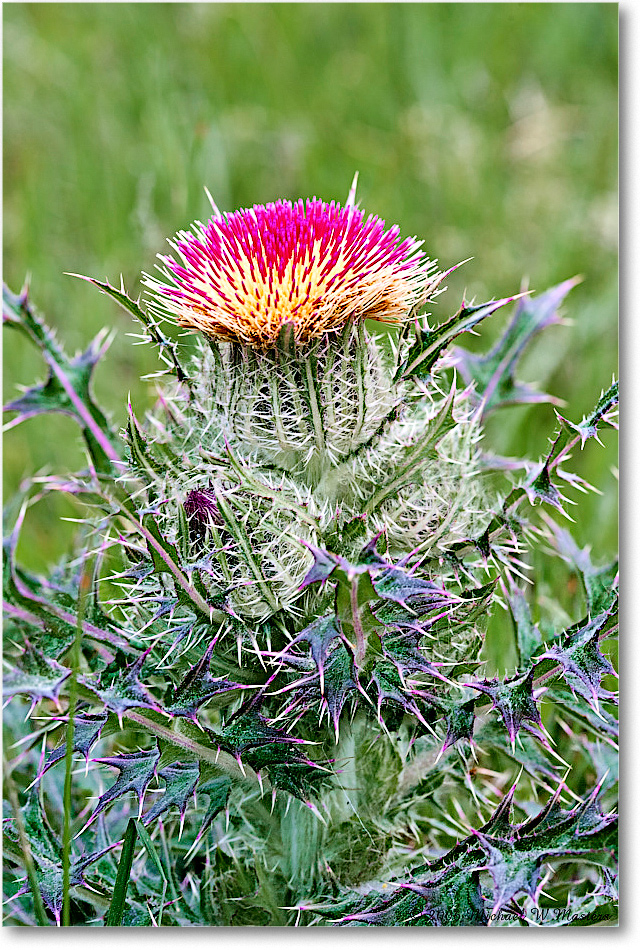 ThistleBloom_ChincoNWR_2006May_E0K8204-5 copy