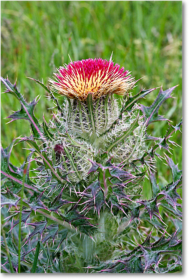 ThistleBloom_ChincoNWR_2006May_E0K8205 copy